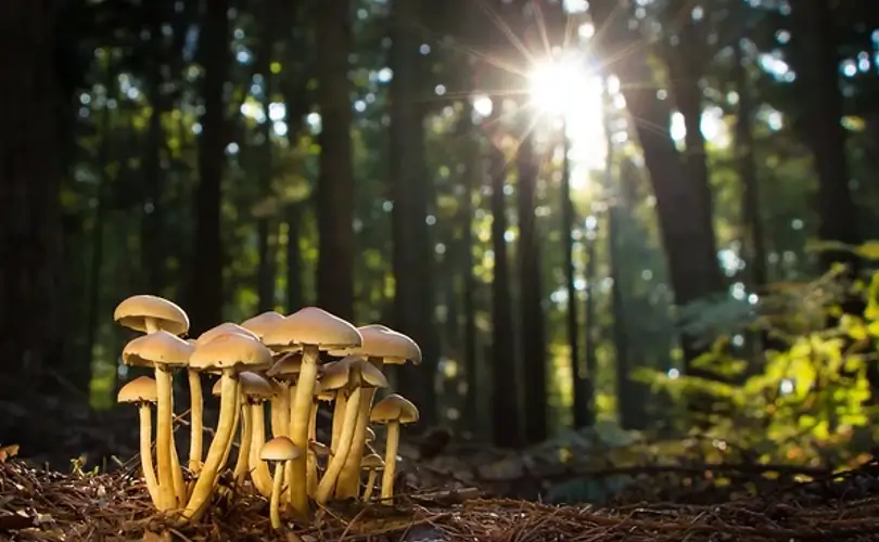 Choosing Mushrooms – How to Choose the Best Mushrooms