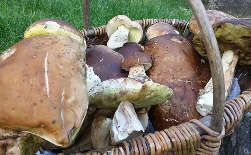 Various Mushroom Varieties