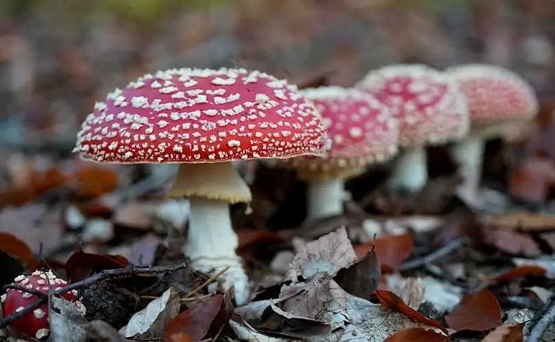 How to Tell the Difference Between Mushrooms You Can Eat and Those You Can’t