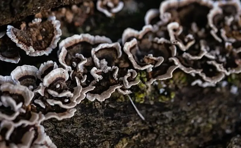Health Experts Highly Recommend Products Made from Mushrooms