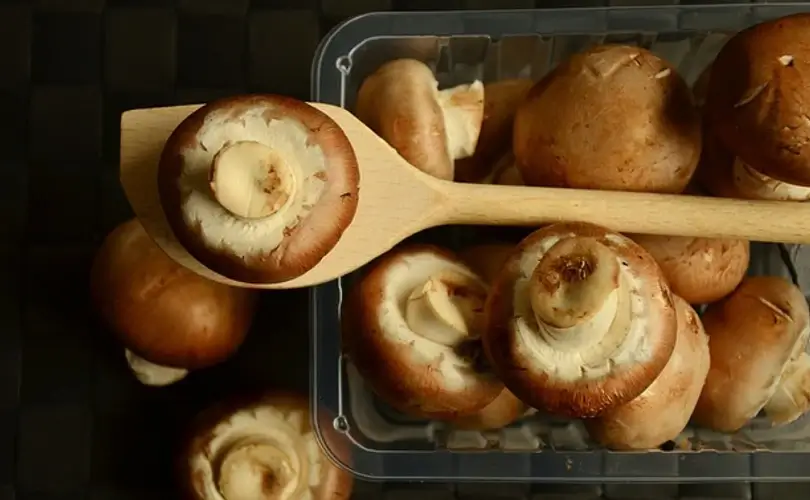 Mushroom Recipes and Preparation Instructions