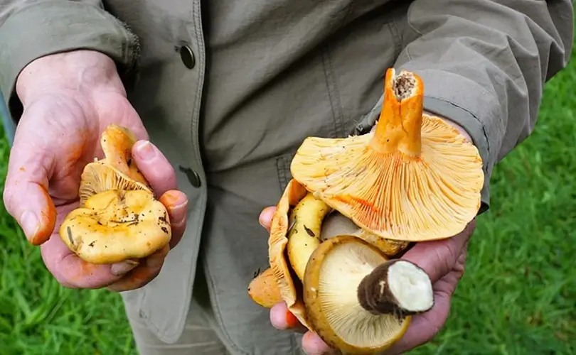 Where to Find the Best Mushrooms and How to Gather Them
