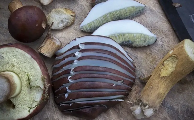 Why You Should Eat Mushrooms