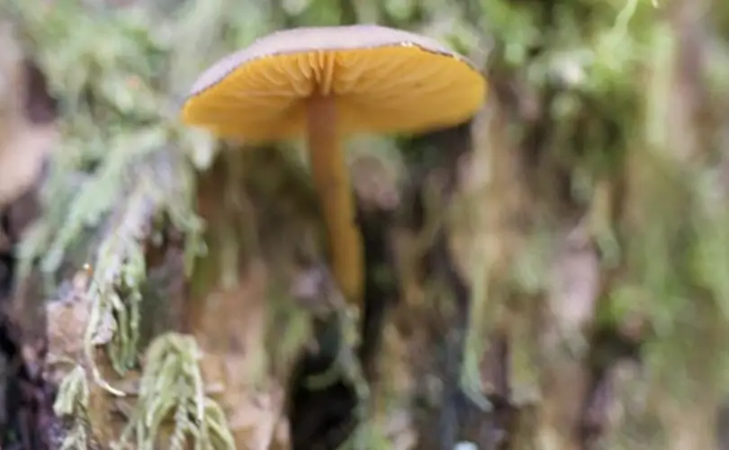 Humans and Fungal Disease