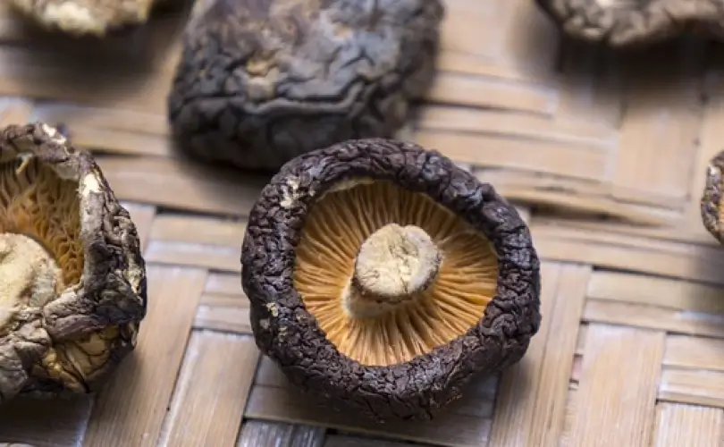 Remedy Mushrooms to Strengthen Immunity