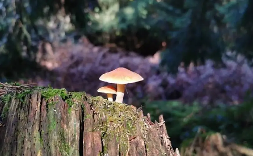 Why Leave Mushrooms Out in the Sun Before Cooking Them?